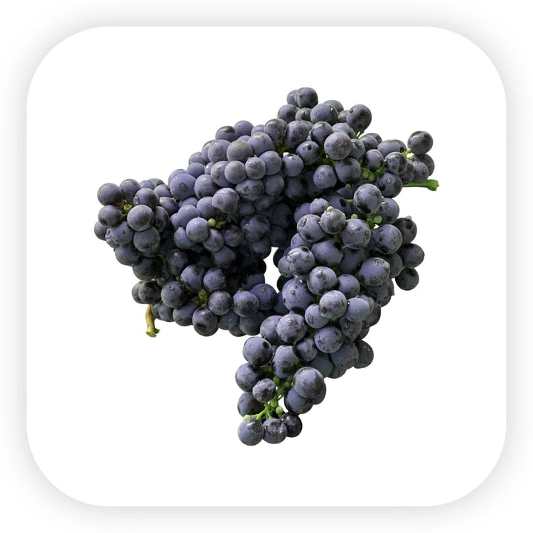Cabernet Franc Şaraplar